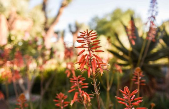 Aloe ג 'ל לשטיפת פנים2