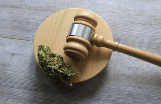 ליגליזציה של צמח הקנאביס2