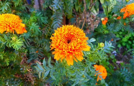 מידע על עלה קלנדולה לבריאות העור2